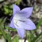 harebell