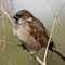 house sparrow