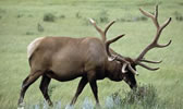 bull elk